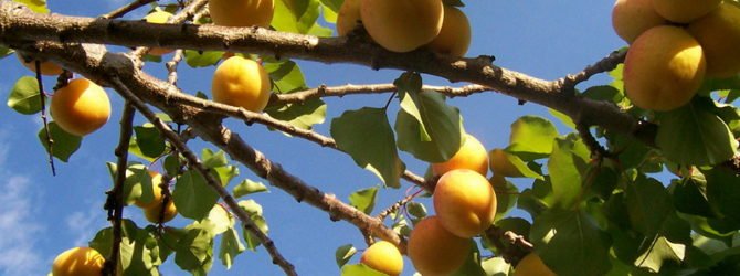 Как сажать персики косточками Как сажать персики косточками