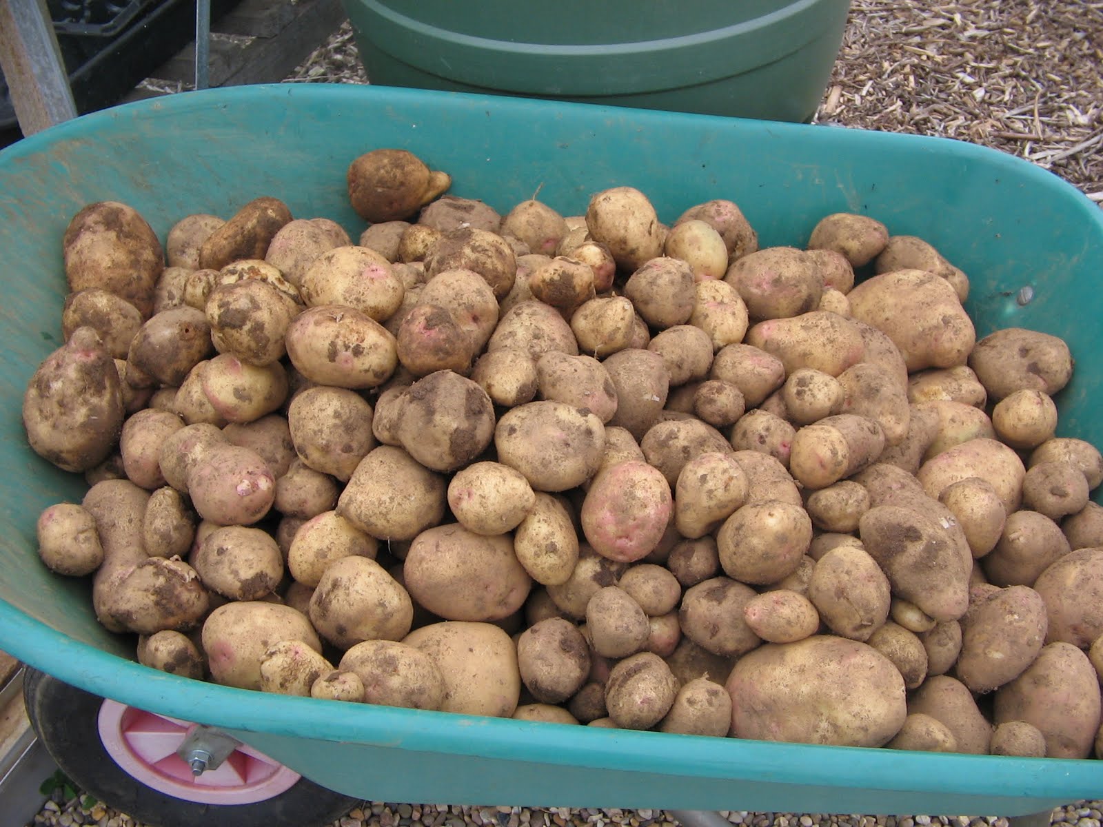 Ваша Удача ждёт вас в огороде — описание одного из  самых урожайных сортов картофеля