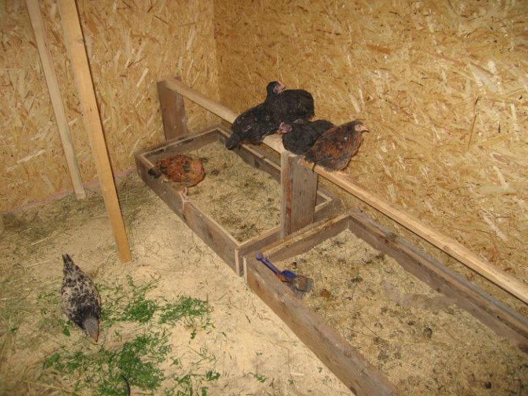 Сделать насест для кур своими руками видео Сделать насест для кур своими руками видео