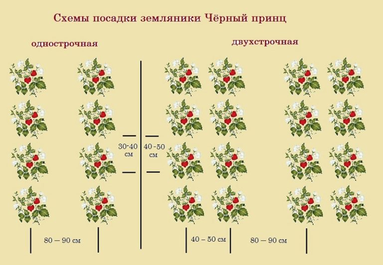Как правильно и на каком расстоянии сажать клубнику 68