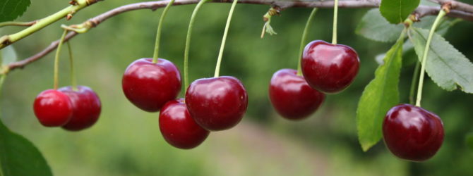 Вишня сорт любская отзывы Вишня сорт любская отзывы
