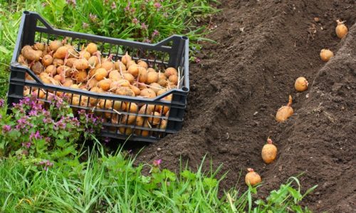 Ваша Удача ждёт вас в огороде — описание одного из  самых урожайных сортов картофеля