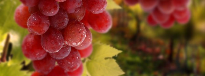 Уход за виноградом: правильная обрезка, подкормка удобрениями