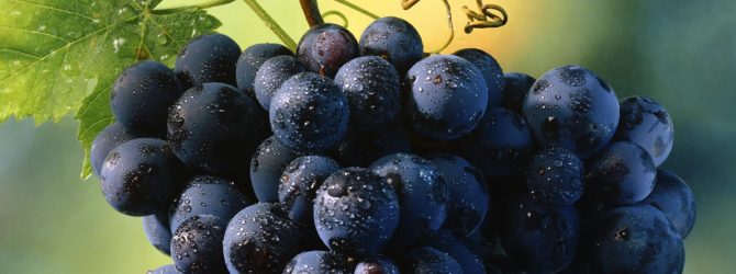Размножение винограда: способы, как подготовить почву и лозу, как утеплять в зиму