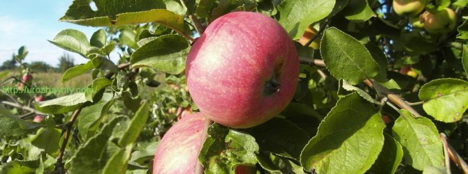 Выращивание яблонь и груш: как выращивать, если рядом грунтовые воды, как укрыть от заморозков
