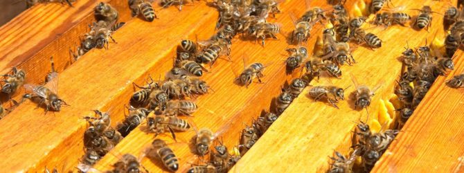 Разведение пчёл, польза пасеки для сада