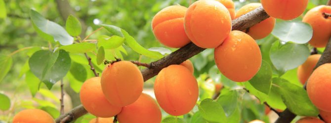 Персики и абрикосы: всё о посадке и уходе за плодовыми деревьями