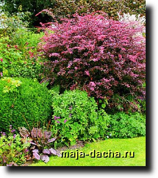 Что посадить между барбарисами. Смотреть фото Что посадить между барбарисами. Смотреть картинку Что посадить между барбарисами. Картинка про Что посадить между барбарисами. Фото Что посадить между барбарисами