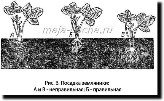 Посадка клубники на гребнях схема