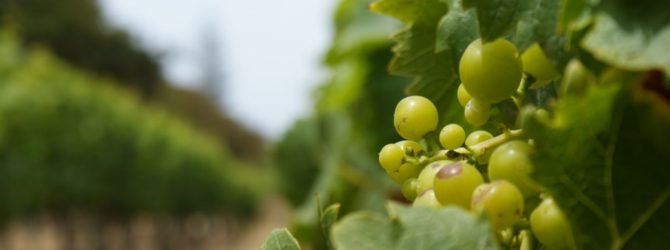 Как посадить виноград в землю