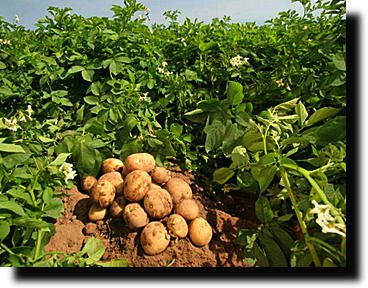 Оригинальный способ выращивания картошки...