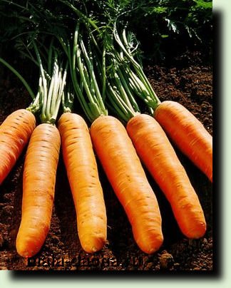 морковь нандрин фото