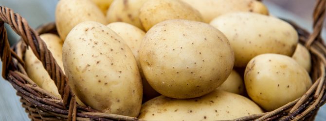 Картофель под напряжением или как увеличить урожай