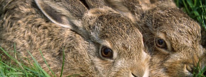 Как защитить свой садовый участок от нападения зайцев