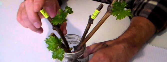 Как правильно хранить чубуки винограда