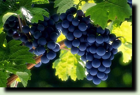 Озимый виноград