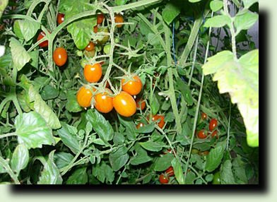 Выращиваем томаты без меди