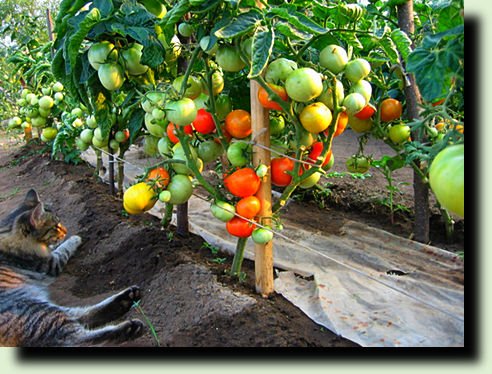способ посадки томатов