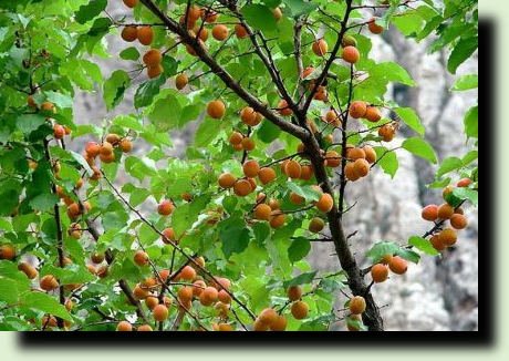 массива абрикосовых деревьев