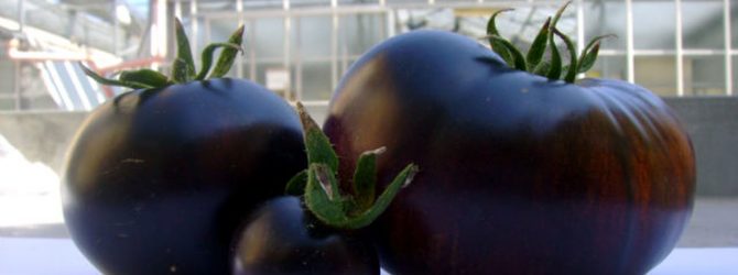 Черные томаты — спутники здоровья