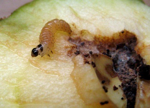 Гусеница яблонной плодожорки