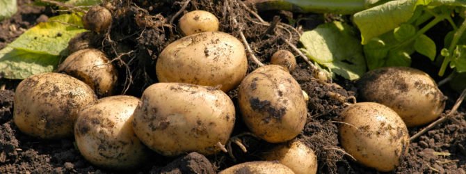 Как вырастить хороший урожай картофеля старинными способами +Видео