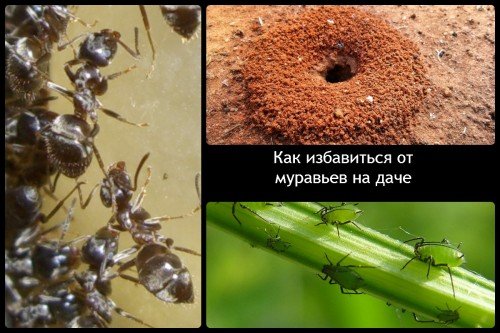 Методы борьбы с муравьями на даче