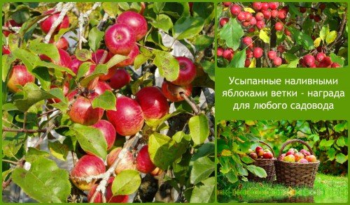 наливные яблоки - награда садоводу