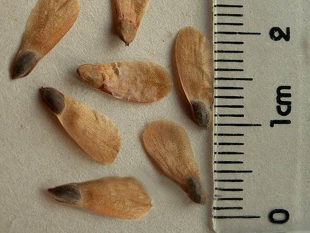 Размер семян ели где содержится семена