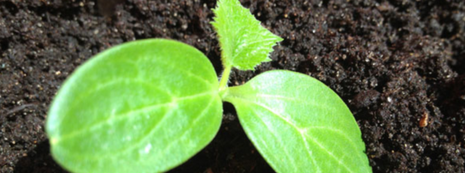 Молодой росток огурца с первым настоящим листочком