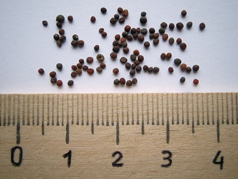 Семена репки эйзенкрейн семен петрович