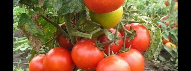 Обзор томатов Джина: отличный выбор для открытого грунта