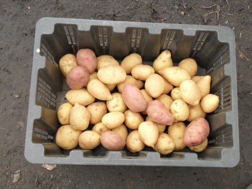 Урожай здорового картофеля