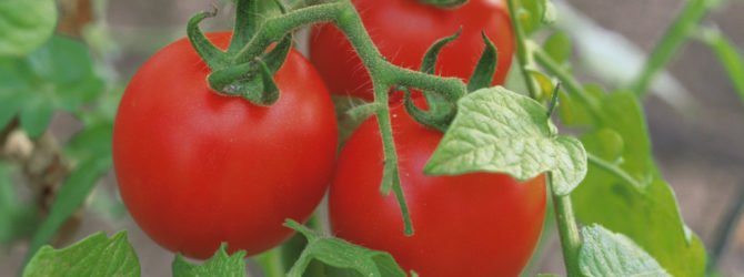 Как подвязать помидоры в открытом грунте правильно (способы и пр) + фото и видео