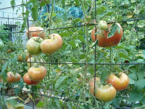 pomidory podvjazannye k setke