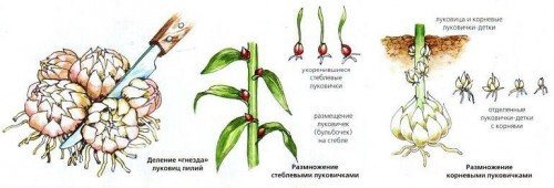 Способы размножения лилий