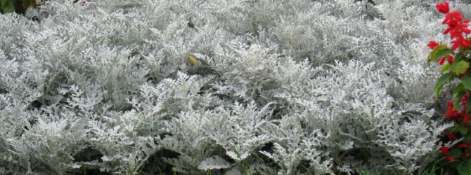 Цинерария серебряная пыль: выращивание из семян, посадка в открытый грунт, правильный уход