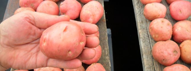 Враг хорошего урожая – фитофтороз картофеля
