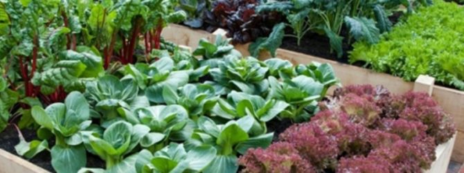 Подзимние посадки овощей и зелени по промерзшим грядкам — есть нюансы