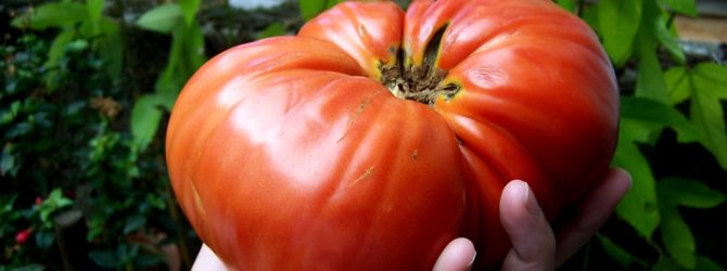 Выращиваем томаты без меди