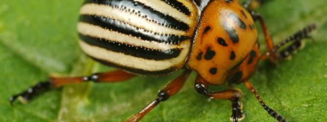 Как избавиться от колорадского жука