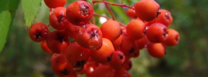 Рябина: применение в народной медицине, рецепты настоев и отваров из ягод, использование коры и листьев