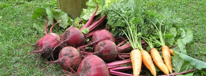 Как вырастить морковь и свёклу