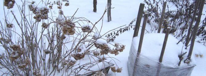 Зимняя защита и способы утепления растений