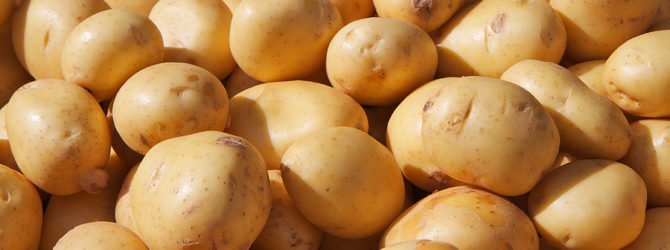 Как вырастить семенной картофель