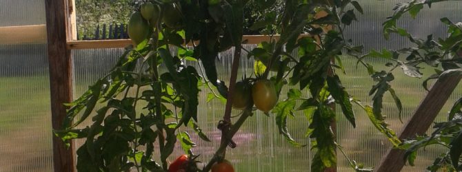 Выращиваем ранние помидоры