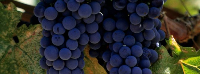 Как вырастить хороший виноград