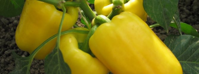 Выращиваем болгарский перец: особенности ухода