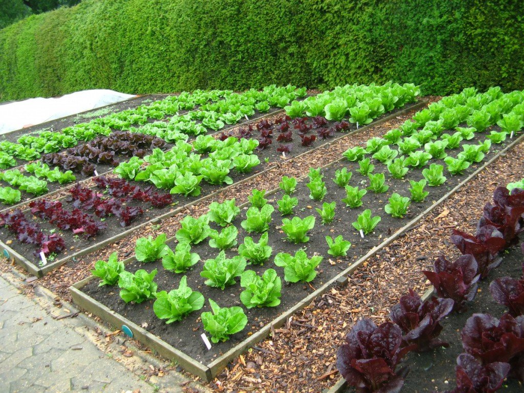 как правильно сажать овощи в огороде