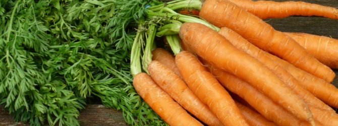 Выращиваем морковь для длительного хранения